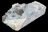 Ammonite (Promicroceras) Cluster - Somerset, England #86244-2